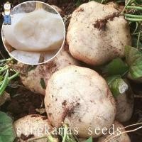 ราคา เมล็ดพันธุ์ มันแกว มันตะเภา มันละแวก ปลูกมันแกว เมล็ดมันแกว 10 เมล็ด ปลูกง่าย อัตราการงอกสูง singkamas seeds (22627728636)