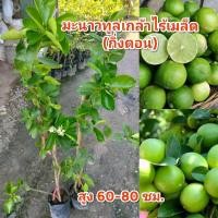 ราคา มะนาวไร้เมล็ดพันธุ์ทูลเกล้า กิ่งตอน สายพันธุ์แท้100 ขนาดต้น สูง 80 ซม ปลูก 8 เดือนออกผล (21772658008)