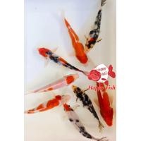 ราคา อาหารปลา ปลาคราฟลูกนอก ไซร้2 3นิ้ว มีประกันสินค้า (22824226324)