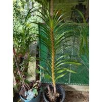 ราคา ว่านเพชรหึงหรือกล้วยไม้หางช้าง (22874864951)