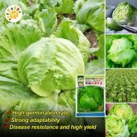 ราคา เมล็ดพันธุ์ ผักสลัด ไอซ์เบิร์ก สลัดแก้ว Iceberg Lettuce Seed Organic Vegetable Seeds for Planting ผักสลัดแก้ว ผักสลัด เมล็ดพันธุ์แท้ OP เมล็ดพันธุ์ผัก ปลูกผัก ผักสวนครัว ผักออร์แกนิก พันธุ์ผัก เมล็ดผั