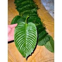 ราคา ใบกระท่อมสด 1 กิโลกรัม ปทุมแท้ 100 ใบรวม 88 สั่งซื้อหน้าเหรียญมีส่วนลดเหลือ 74 เท่านั้น (22945178167)