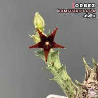 ราคา เก๋งจีน Orbea semitubiflora แคคตัส กระบองเพชร cactus succulent (13937026685)
