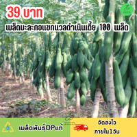 ราคา เมล็ดมะละกอแขกนวลดำเนินต้นเตี้ย บรรจุ 100 เมล็ด (22839083378)