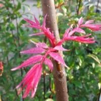 ราคา 50 เมล็ด ผักตูน ผักหวานป่าเกาหลี รสชาติหวานกรอบ Toona Sinensis Seeds (22708760228)