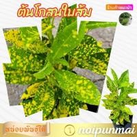 ราคา ต้นโกสนใบส้ม โกสนใบขนุน ถุงชำ 6 นิ้ว (22835225094)