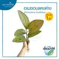 ราคา อเมซอน แดง ด่าง จำนวน 1 ต้น เลี้ยงน้ำได้ ไม้ฟอกอากาศ ไม้น้ำ ไม้บ่อปลา (22816521650)