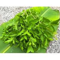 ราคา ผัดสด ผักอินทรีย์ พริก ตะไคร้ ชะอม มะเขือ ขมิ้นขาว ข้าวโพดฝักอ่อน วอเตอร์เครส ขึ้นฉ่าย ผักชี ผักบุ้ง มะนาว เก็กฮวย พริกไทยอ่อน ไชเท้า เคล หอมแดง โหระพา กะเพรา (22567439638)