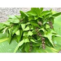 ราคา ผัดสด ผักอินทรีย์ พริก ตะไคร้ ชะอม มะเขือ ขมิ้นขาว ข้าวโพดฝักอ่อน วอเตอร์เครส ขึ้นฉ่าย ผักชี ผักบุ้ง มะนาว เก็กฮวย พริกไทยอ่อน ไชเท้า เคล หอมแดง โหระพา กะเพรา (22567439637)