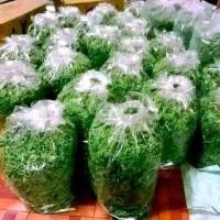 ราคา แหนแดง พืชสารพัดประโยชน์ แหนแดงไมโครฟิลล่า มีไนโตรเจนสูง มีโปรตีนสูงมาก ขยายพันธุ์ง่าย (22877156252)