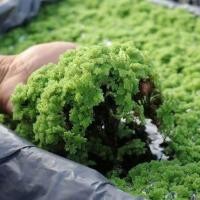 ราคา แหนแดง พืชสารพัดประโยชน์ แหนแดงไมโครฟิลล่า มีไนโตรเจนสูง มีโปรตีนสูงมาก ขยายพันธุ์ง่าย (22877156251)