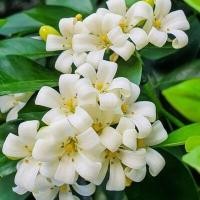 ราคา 10 เมล็ด ดอกแก้วแคระ แก้วแคระมหามงคล ดอกแก้ว (22177246983)