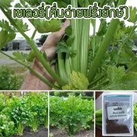 ราคา เมล็ดพันธุ์ คื่นฉ่ายยักษ์ คื่นฉ่ายฝรั่ง เซเลอรี่ celery ขึ้นฉ่ายฝรั่งต้นใหญ่ 400 เมล็ด 10 แถม 1 คละได้ (20771829975)