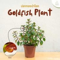 ราคา Treeno 9 T189 ปลาทองนำโชค Goldfish Plant กระถาง 6 นิ้ว สูง 30 40 ซม ไม้ประดับ ไม้ดอก ไม้มงคล ต้นไม้ (22840095075)