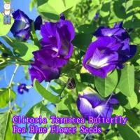 ราคา เมล็ดพันธุ์ ดอกอัญชัน อัญชันสีม่วง กลีบซ้อน 5 ชั้น Butterfly Pea Seed บรรจุ 20 เมล็ด ปลูกง่าย อัตราการงอกสูง (22627966032)