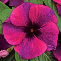 ราคา 50 เมล็ด ดอกไม้ ดอกแพงพวยฝรั่ง พังพวย แพงพวยบก ผักปอดบก นมอิน Vinca สายพันธุ์ Black Cherry Vinca (21720046665)