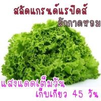 ราคา 500 เมล็ด สลัด แกรนด์แรปิดส์ ผักกาดหอม (21956415805)