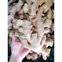 ราคา สดจากไร่ ขิงแก่ ขิงแง่ง ginger ราคาถูก ราคาส่ง (21389932179)