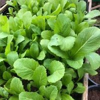 ราคา เมล็ดพันธุ์ ผักกาดเขียว ชุนฉ่าย ผักกาดเขียวกวางตุ้ง 12000 เมล็ด ตัวเลือก 10 แถม 1 คละได้ (10988194289)