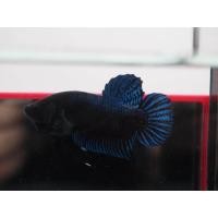 ราคา ปลากัดหม้อไทยสายกัด ปลากัดหม้อไทยสายกัด สีน้ำเงิน เพศผู้ มีรับประกันสินค้า มีเก็บเงินปลายทาง (22967096445)