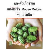 ราคา เมล็ดแตงกวาญี่ปุ่น แตงกวาดัช แตงกวาจิ๋ว แตงกวาไข่ไก่ มินิ แตงกวาไร้ค้าง แตงร้านยักษ์เปลือกลาย แตงร้าน แตงกวา (21408910790)