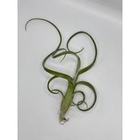 ราคา Tillandsia Intermedia Gaint ทิลแลนเซีย ต้นไม้รากอากาศ (22699362695)