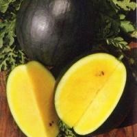 ราคา 10 เมล็ด แตงโมไร้เมล็ด ผลไม้รสชาติหวาน กรอบ อร่อย พันธุ์นอก Watermelon Seedless Seeds สายพันธุ์ Janosik Yellow (21359713309)