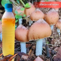 ราคา เชื้อเห็ด ปลวกฟาน ปลวกแดง โปร5แถม1 น้ำเชื้อเห็ดปลวกในสภาพปลอดเชื้อ เชื้อบริสุทธิ์ เส้นใยแข็งแรง (22851706419)