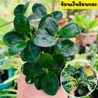 ราคา ช้อนเงินช้อนทอง ไม้ประดับ ไม้มงคล เรียกทรัพย์เงินทอง ใบสวย พร้อมปลูก (20707125391)