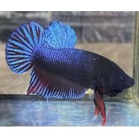 ราคา ปลากัดมาเลลูกนอกแท้ M150 เขี้ยวยาว เนื้อหนังดี (22857408954)