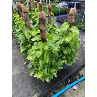 ราคา ต้นพลูด่าง พลูทอง เลื้อยหลัก กระถาง 11 12 นิ้ว (22935187977)