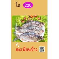 ราคา ปลาส้มปลาตะเพียนข้าว สำหรับคนชอบกินข้าวในท้องปลาจ้า (17062963122)