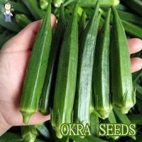 ราคา East West Seed กระเจี๊ยบเขียว 50 เมล็ด Okra seeds ควีนสตาร์ F1 เมล็ดพันธุ์ผัก เมล็ดพันธุ์ ผักสวนครัว ตราศรแดง (22564583331)