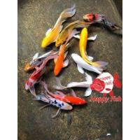 ราคา อาหารปลาคราฟ ปลาคราฟจักรพรรดิ์ คราฟหางยาว ไซร้4 5นิ้ว มีประกันสินค้าคะ (22824219271)