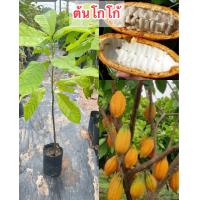 ราคา ต้นโกโก้ สูง50 60เซนติเมตรขายราคาถูกโกโก้ชุมพร (19528061993)