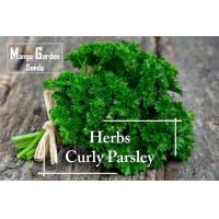 ราคา Italian Curly Parsley Herbs pcs 100 pc Pot Friendly Tanam Pasu Benih Herba Pasli ผักชีฝรั่ง Mango Garden (21140647266)