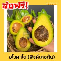 ราคา ราชินี อโวคาโด้ Avocado อโวคาโด 1กิโลกรัม พันธุ์พิงค์คาร์ตัน อโวคาโด้ อโวคาโด อะโวคาโดสด อโวคาโดสดจากสวนบนดอย เก็บจากสวนทุกวันเน่าเสียรับเคลม อโวคาโด้ อโวคาโด้ อโวคาโด อะโวคาโดสด อโวคาโด้ อะโวคาโด้ (2