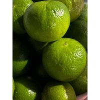 ราคา มะนาว มะนาวสด มะนาวแป้นพิจิตร เก็บสด แปลงผักสวนครัว ดูแลแบบอินทรีย์แท้ ปลอดสารเคมี น้ำเยอะ เปลือกบาง กลิ่นหอม (22756051900)