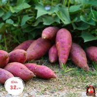 ราคา มันม่วงหวาน purple yam 1KG อร่อย หวาน มัน มันม่วงสดจากไร่ มันม่วงมันหวานปลูกในไทยเกษตรอินทรีย์ (22008432260)