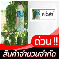 ราคา เมล็ดพันธุ์มะระขี้นกยักษ์ 6เมล็ด จะมีผลใหญ่กว่ามะระขี้นกในไทย รสชาติออกขมนิดๆ (13830706970)