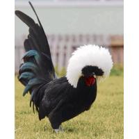 ราคา ไข่เชื้อไก่โปแลนด์ สุดเท่ ทรงผมเท่ๆสีดำหัวขาว จากประเทศ อเมริกา ไก่สวยงาม ต่างประเทศ ของแท้ไม่จกตา (22948796469)