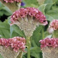 ราคา 50 เมล็ด ดอกไม้ หงอนไก่ กระลารอน ชองพุ ซองพุ ดอกด้าย ด้ายสร้อย ร้อยไก่ Cockscomb Seeds (22045216823)