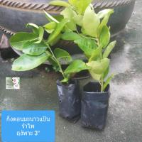 ราคา กิ่งตอนต้นมะนาวแป้นรำไพ สูงฟุตนิดๆ lime tree cutting ให้ผลดก ออกลูกบ่อย เลี้ยงง่าย ในกระถางหรือลงดินกํได้คะ (16900826430)