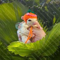 ราคา V หมวกไหมพรม จิ๋ว มินิ หมวกจิ๋ว หมวกมินิ หมวก สัตว์เล็ก ชูการ์ กระรอก แฮมสเตอร์ ดอร์เมาส์ ชูก้า เสื้อ ชุด เสื้อผ้า (16037257931)