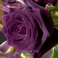 ราคา 5 เมล็ด เมล็ดกุหลาบ สีม่วง ดอกใหญ่ สายพันธุ์ของแท้ 100 เมล็ดกุหลาบ ดอกกุหลาบ ปลูกกุหลาบ กุหลาบ อัตรางอก70 80 Rose seeds มีคู่มือวิธีปลูก (8890313342)