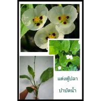 ราคา บัวอเมซอน510ต้นให้เลือก ประดับตู้ปลาหรือตกแต่งอ่างน้ำ ช่วยบำบัดน้ำให้สะอาด เป็นที่วางไข่ของปลา ไม้น้ำ ไม้แต่งตู้ปลา (20953943184)