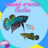 ราคา ปลากัดแพคคู่ สายกัด สายสวย เลือกได้เลยครับ (22943837269)