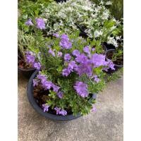 ราคา ต้นนีออนใบเงิน ญี่ปุ่น ไต้หวัน พุ่มใหญ่ ดอกสีม่วง (23003486835)