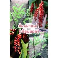 ราคา ต้นหมากเม่า เสียบยอด (15561490629)