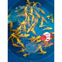 ราคา อาหารปลา ปลาคราฟลูกนอก ไซร้2 3นิ้ว มีประกันสินค้า (22824226317)